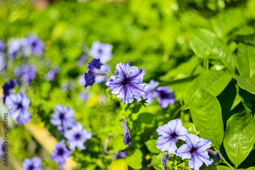 flowers in the garden