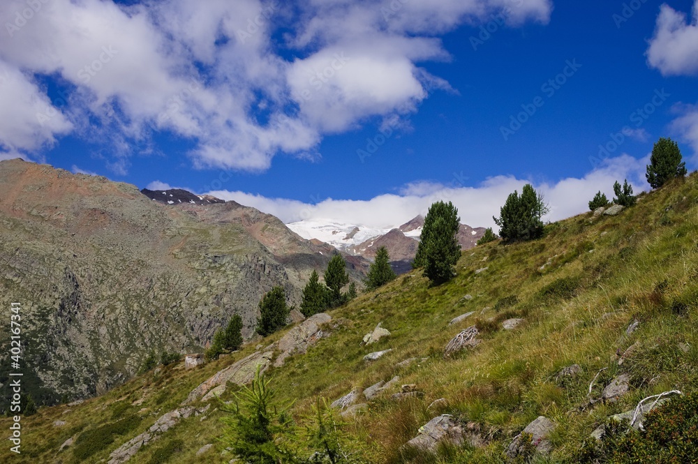 A series of fir trees in a mountain escarpment on the Italian Alps (Trentino, Italy, Europe)