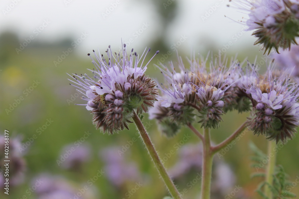 flower, flowers, nature, green, plant, spring, purple, field, summer, blossom, pink, garden, grass, heather, flora, beauty, bloom, meadow, sky, wild, lavender, landscape, blooming, macro, blue flower, flowers, nature, green, plant, spring, purple, field, summer, blossom, pink, garden, grass, heather, flora, beauty, bloom, meadow, sky, wild, lavender, landscape, blooming, macro, blue