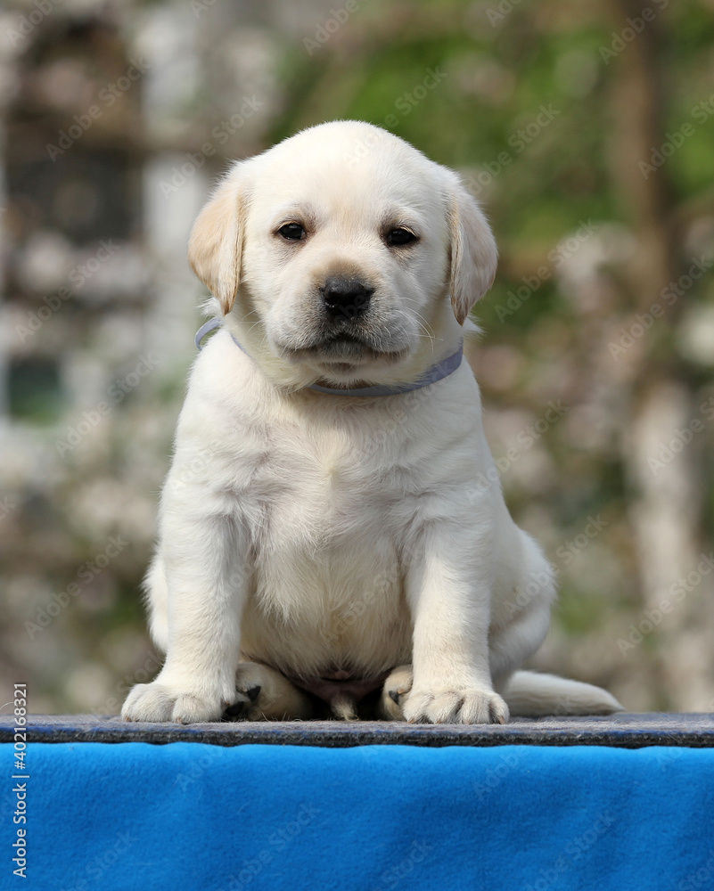 the sweet yellow labrador puppy on the blue the sweet yellow labrador puppy on the blue