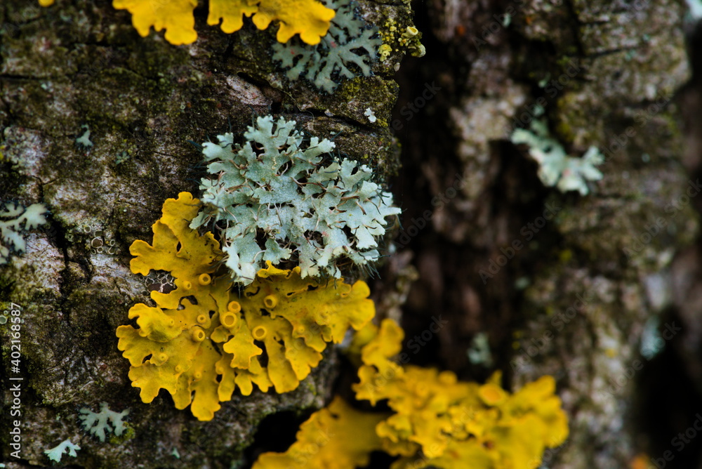 yellow and grey lichens in the park