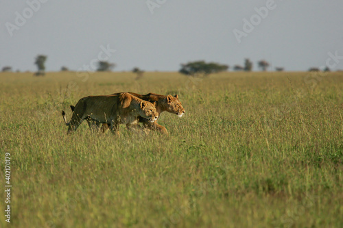 African Lion (Panthera leo) two female lions walking in savanna, Serengeti National Park; Tanzania photo