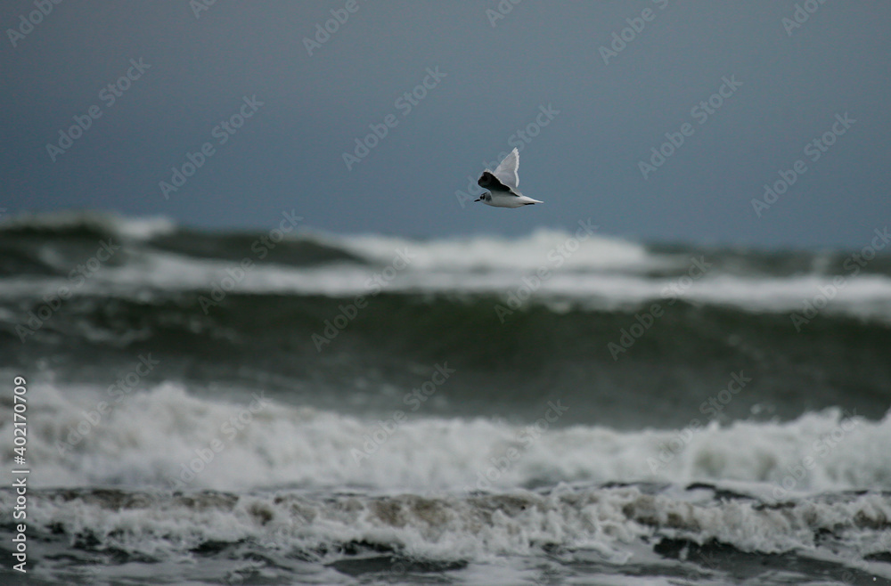 Little Gull (Hydrocoloeus minutus) flying, Baltic Sea, Germany