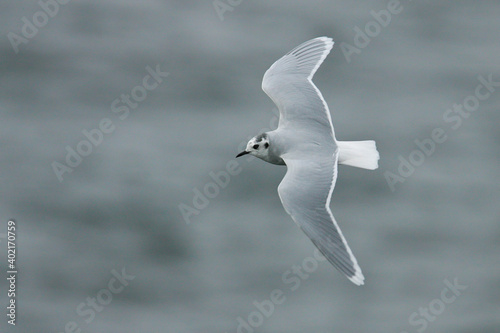 Little Gull (Hydrocoloeus minutus) flying, Baltic Sea, Germany photo