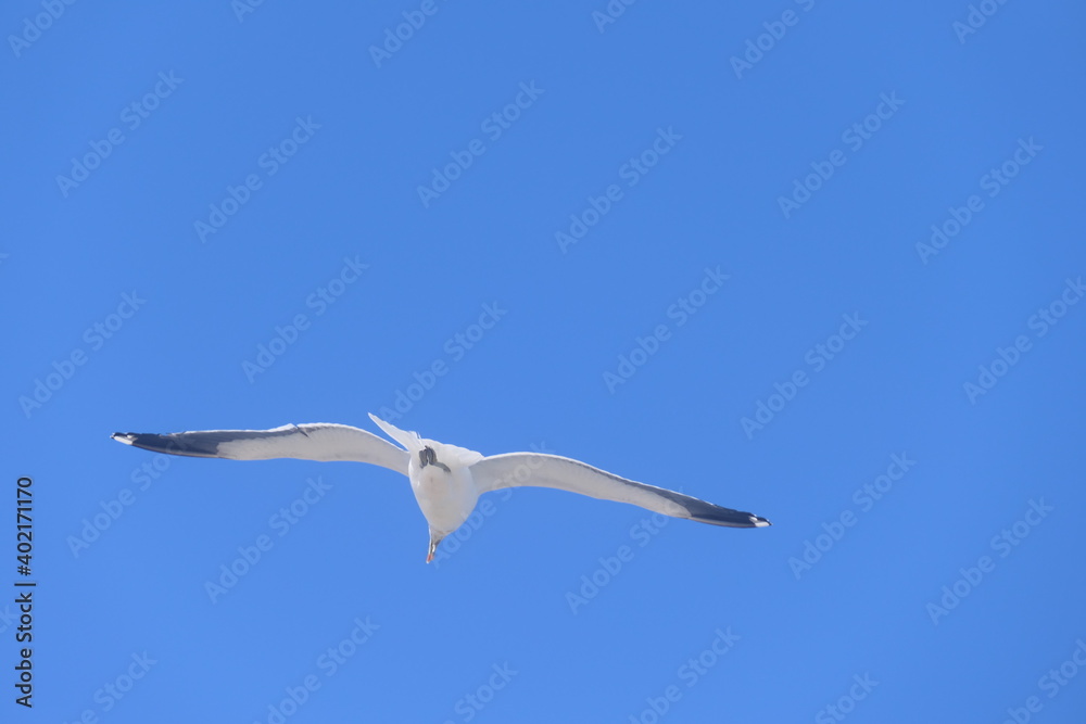 Südliche Dominikanermöwe, Larus dominicanus vetula, Port Elizabeth, Südafrika Südliche Dominikanermöwe, Larus dominicanus vetula, Port Elizabeth, Südafrika