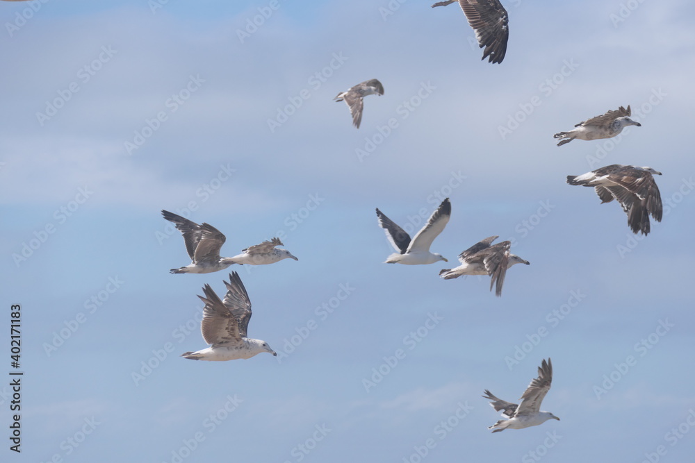 Obraz premium Südliche Dominikanermöwe, Larus dominicanus vetula, Port Elizabeth, Südafrika