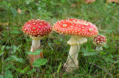 Toadstool poisonous mushroom