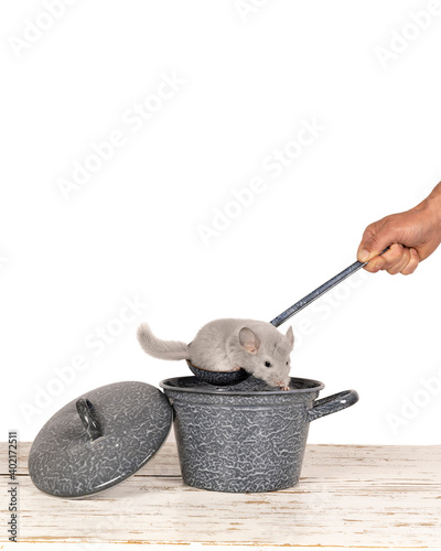 Cute and funny grey chinchilla being poored into a soup casserole or pan by a human hand photo