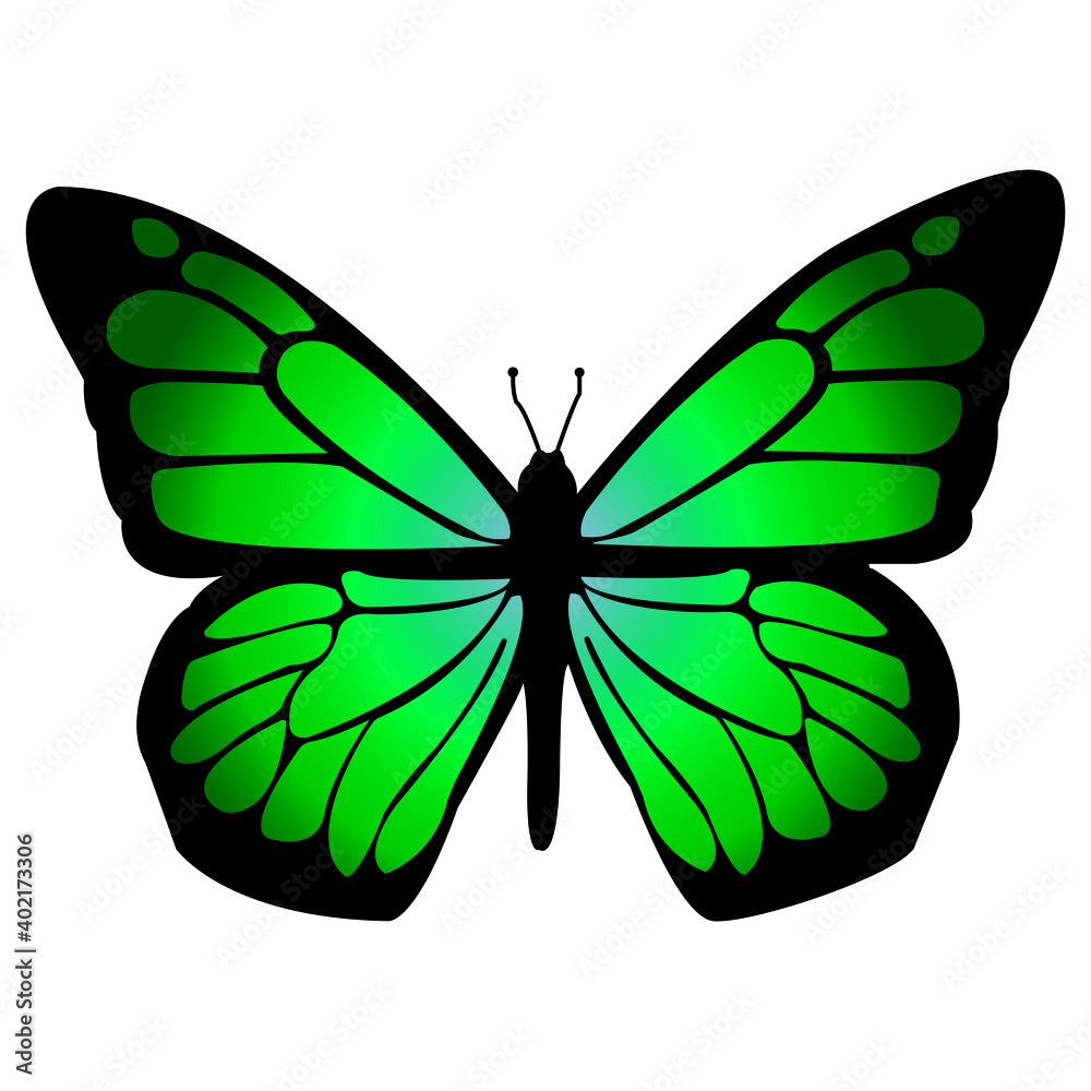 green butterfly isolated on white background
