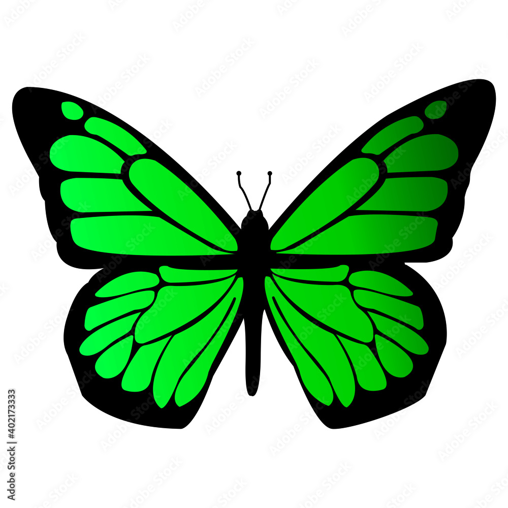 green butterfly isolated on white background