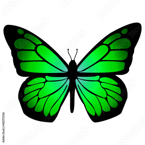 green butterfly isolated on white background