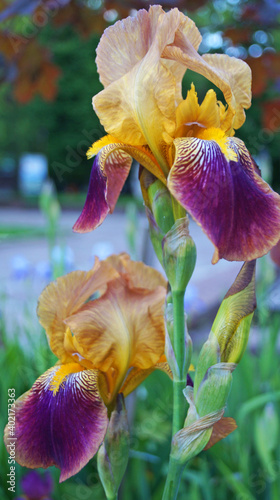 Iris flower with delicate petals of blue, purple, white and yellow flowers with green leaves on a flower bed