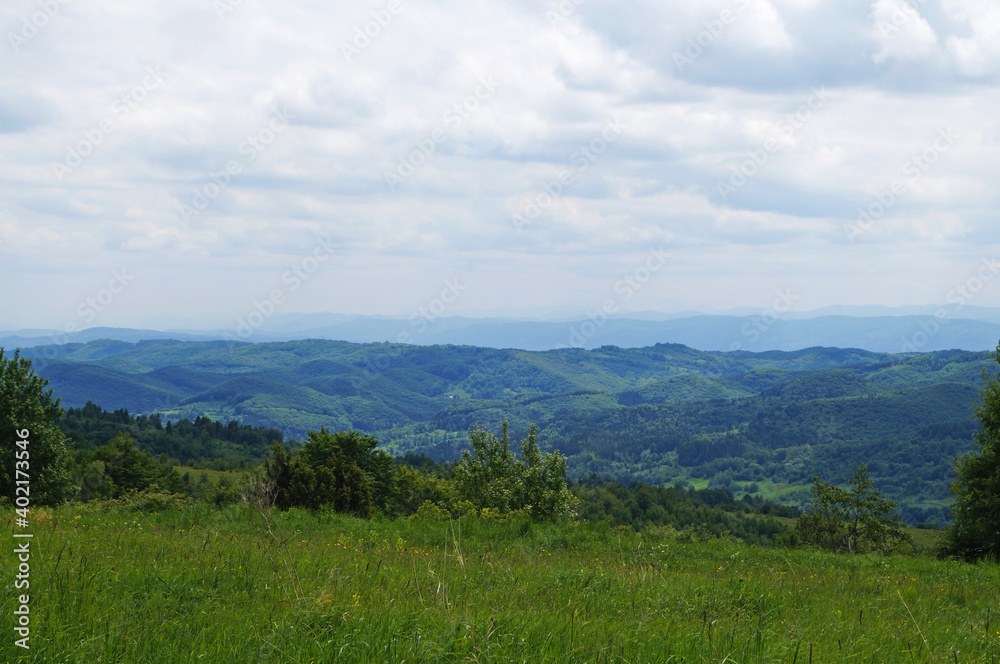 Obraz premium Panoramic view of mountains covered with green grass and coniferous forest under blue sky on summer day