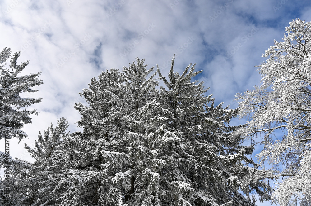 Wonderful winter landscape showing a row snow covered coniferous trees behind a winter meadow. Wonderful winter landscape showing a row snow covered coniferous trees behind a winter meadow.