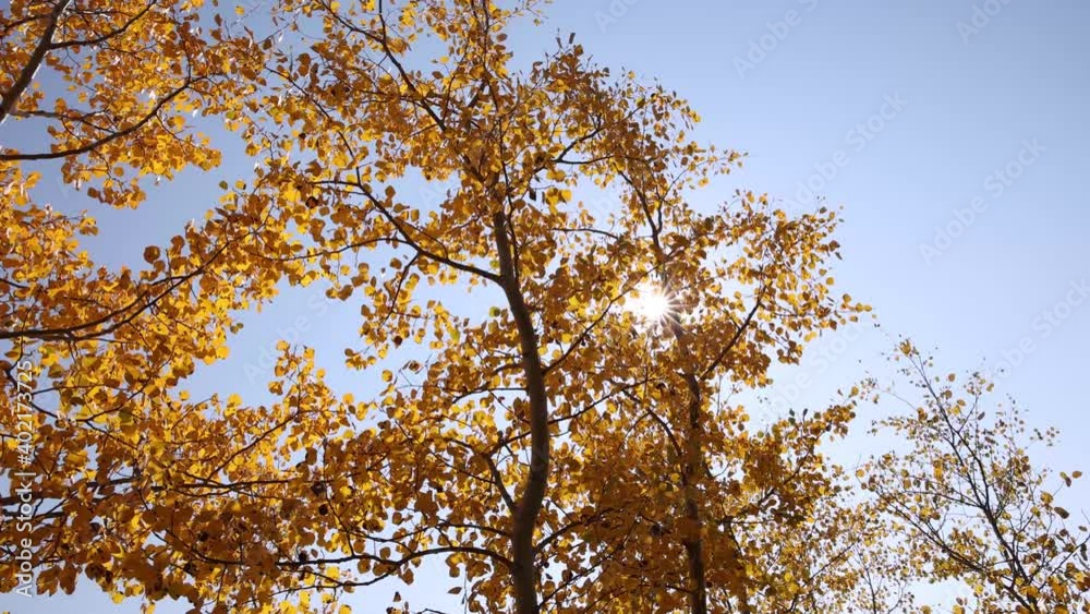 Sunlight Moves Through Golden Aspen Leaves On Group Of Trees In Autumn Sunlight Moves Through Golden Aspen Leaves On Group Of Trees In Autumn