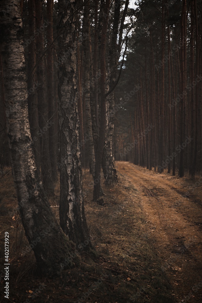 Obraz premium The road through the forest to its end