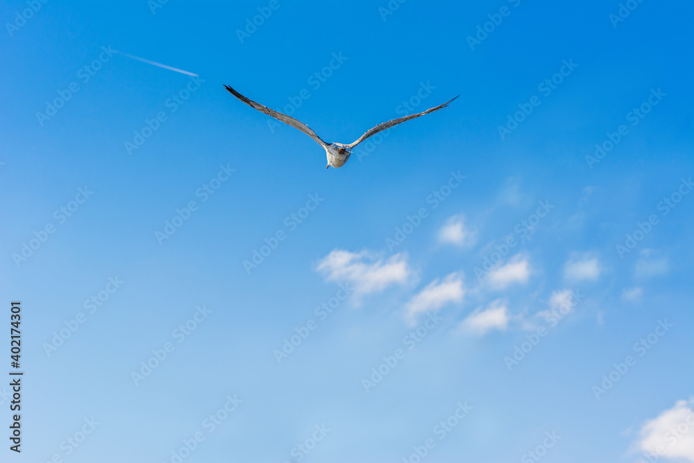 Seagull frying against blue sky in the Bosphorus strait, Istanbul, Turkey Seagull frying against blue sky in the Bosphorus strait, Istanbul, Turkey