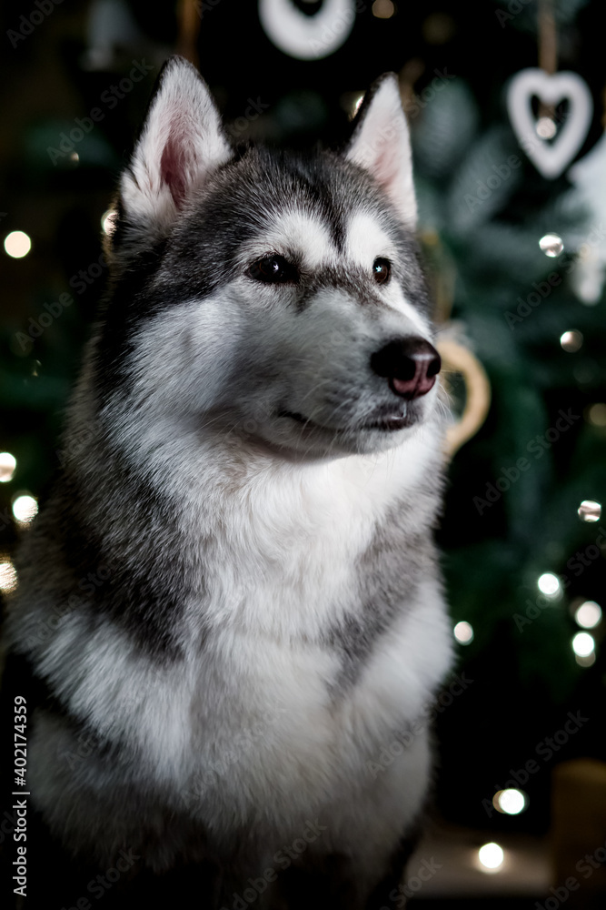 Obraz premium Black and white siberian husky on Christmas eve concept. Two years old adorable doggy on the over the bokeh effect festive lights .