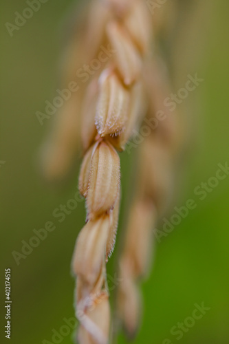 Rice in macro photo. The seeds of the grass species Oryza glaberrima (African rice) or Oryza sativa (Asian rice), the most consumed staple food for most of the world's human population. photo