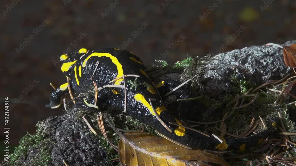 Yellow spotted salamander tries to hide in the forest among the branches and leaves Yellow spotted salamander tries to hide in the forest among the branches and leaves