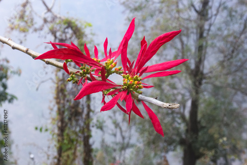 Photography Pink Wildflower in full bloom on the branch of tree photographed in spring in the forests of Sikkim, near Pelling