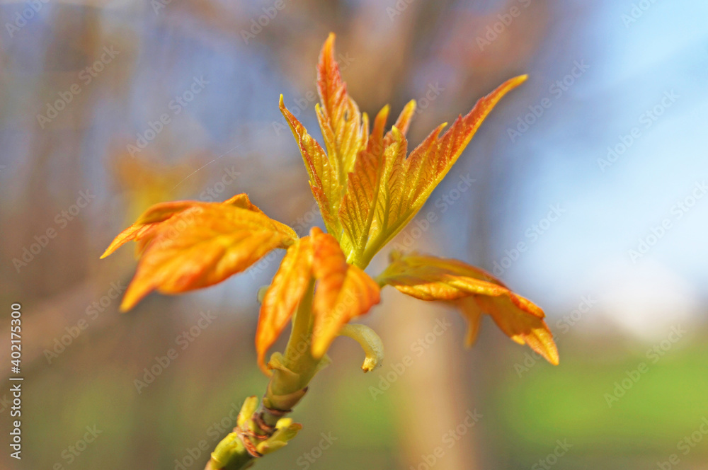 Maple branch with young only blossoming leaves of light green and red-yellow color on a spring sunny day Maple branch with young only blossoming leaves of light green and red-yellow color on a spring sunny day