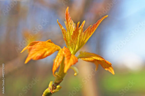 Maple branch with young only blossoming leaves of light green and red-yellow color on a spring sunny day