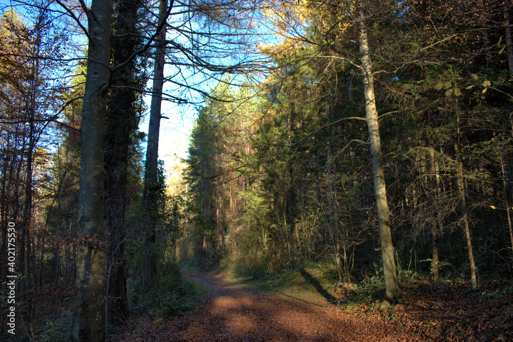 Fototapeta premium Waldspaziergang in Schaan in Liechtenstein 14.11.2020