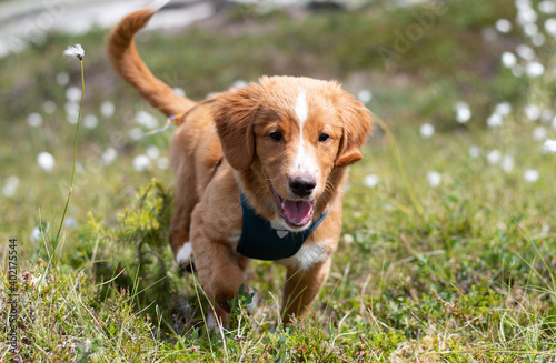 Happy Toller Puppy