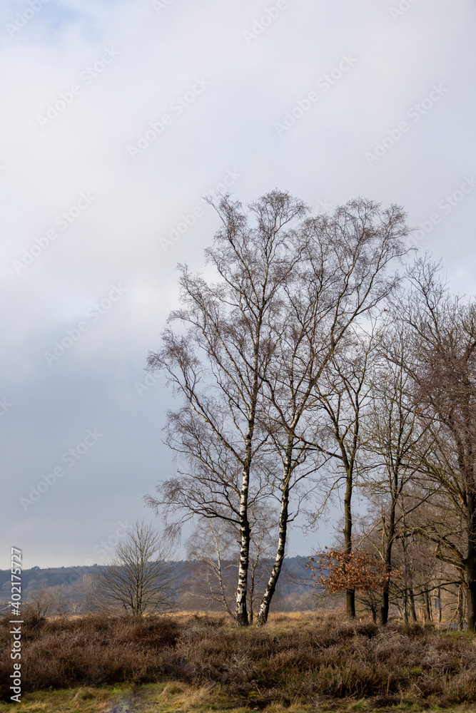 Winter barren tree in natural park the Veluwe in the hills of the Posbank area with dramatic overcast cloud blanket Winter barren tree in natural park the Veluwe in the hills of the Posbank area with dramatic overcast cloud blanket