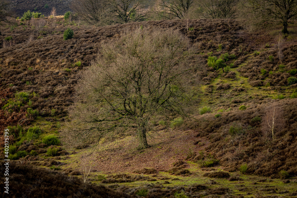 Barren Winter Tree in Moorland with its foliage leafs withering away beneath her on the soil marking its place among the heather hills Barren Winter Tree in Moorland with its foliage leafs withering away beneath her on the soil marking its place among the heather hills