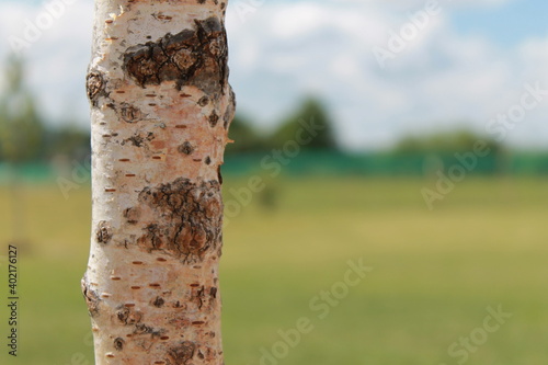 tree, nature, forest, wood, bark, trunk, green, birch, trees, park, white, pine, plant, summer, brown, autumn, landscape, branch, texture, grass, spring, environment, sky, season, woods