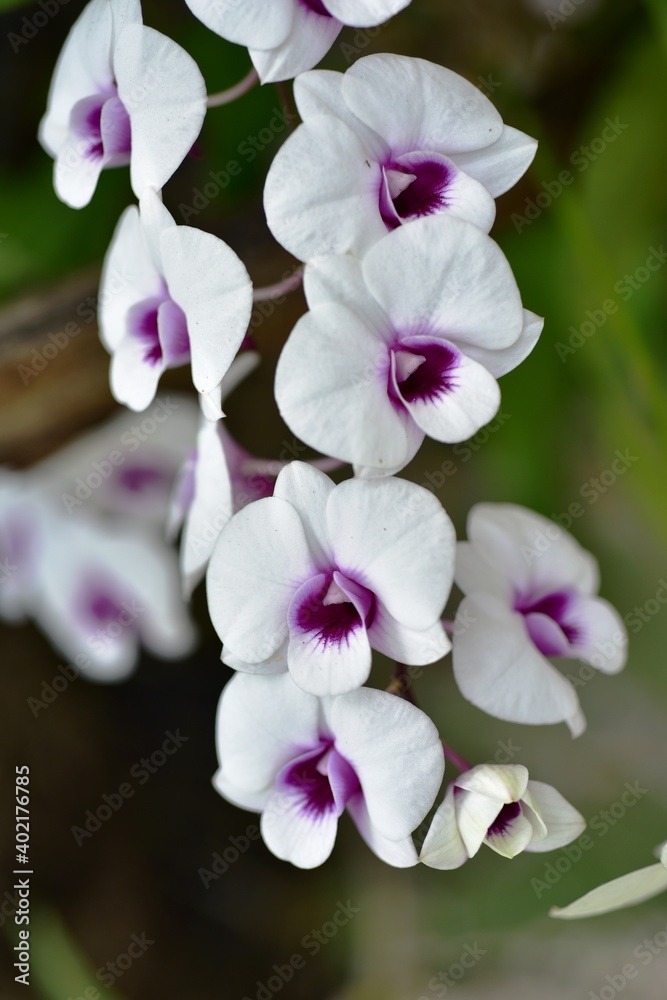 Obraz premium Closeup of orchid flowers beautiful in nature 