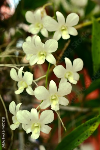 Colorful flowers in nature.flowers in the garden.Flower Blooming in the Suan Luang Rama IX Park.	