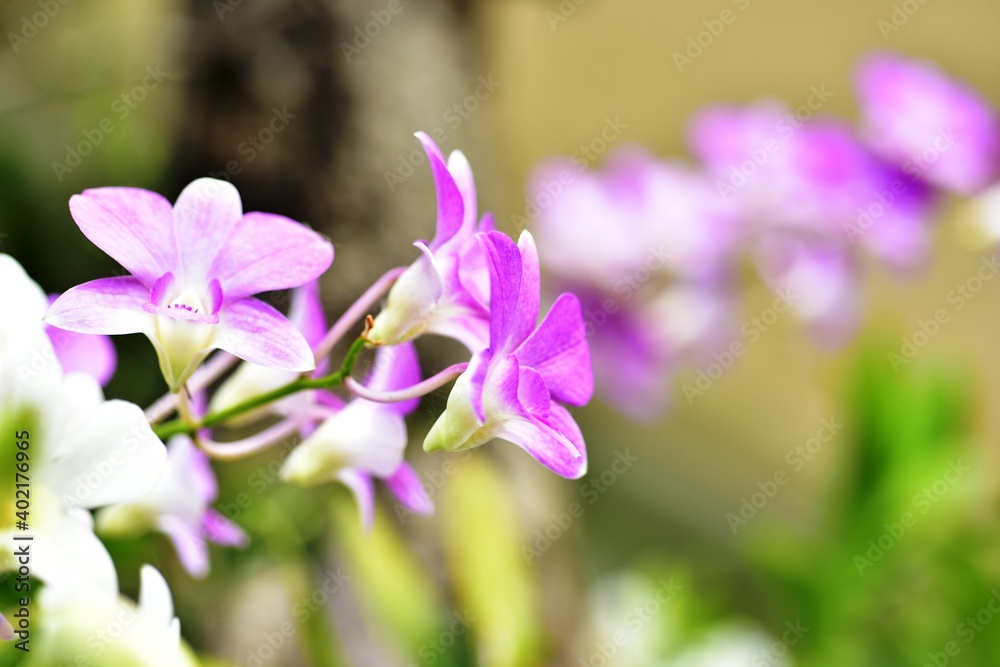Closeup of orchid flowers beautiful in nature Closeup of orchid flowers beautiful in nature