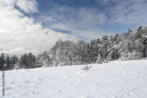 Wonderful winter landscape showing a row snow covered coniferous trees behind a winter meadow. © ThePhotoFab