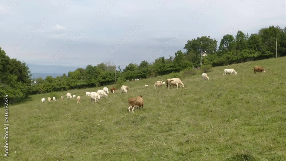 Herd of brown and white domesticated cattles grazing on a grassy,steep field.Czechia. Herd of brown and white domesticated cattles grazing on a grassy,steep field.Czechia.