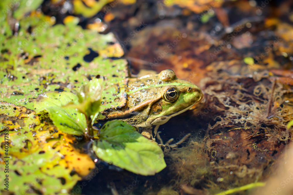 Portrait eines grünen Teichfrosch der sich optisch gut in die Umgebung einpasst. Portrait eines grünen Teichfrosch der sich optisch gut in die Umgebung einpasst.