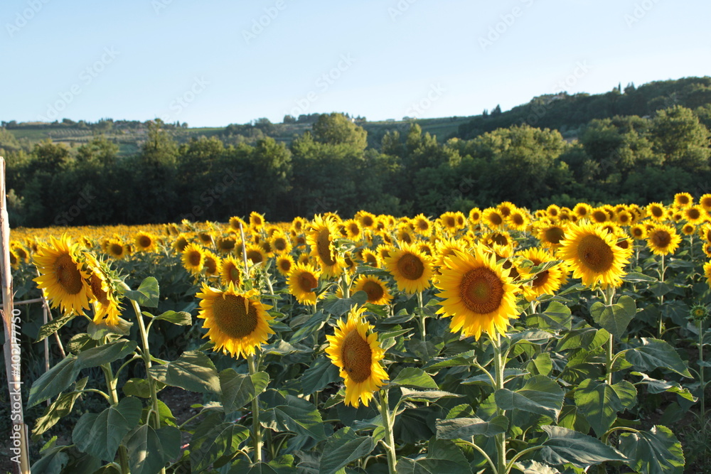 Naklejka premium la stagione dei girasoli in toscana