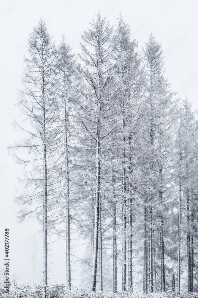 Forest of Spruce Trees in Winter with Fog and Snow