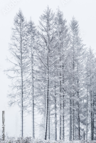Wallpaper Mural Forest of Spruce Trees in Winter with Fog and Snow Torontodigital.ca