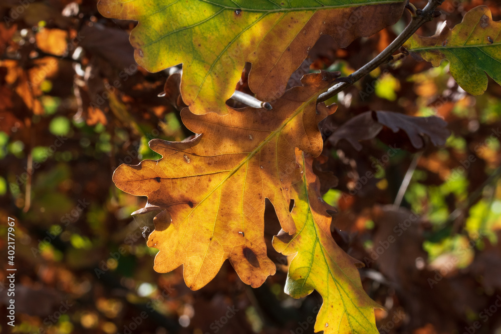 Fototapeta premium Eichenblätter mit schönster Herbstfärbung im Sonnenschein.