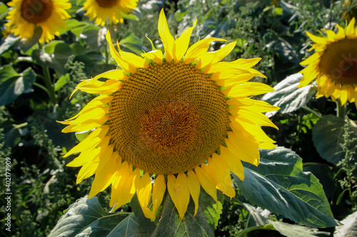 Sonnenblumen die auf einem Feld wachsen recken ihre Blütenkürbe Richtung der Sonne.