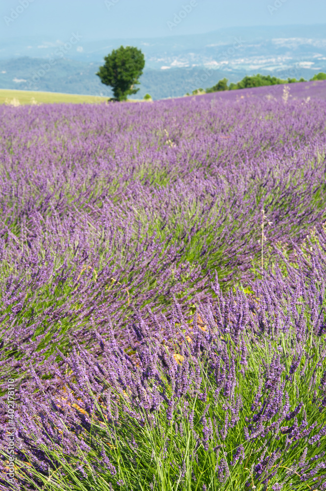 Naklejka premium Lavender field, Valensole Plain, Provence, France