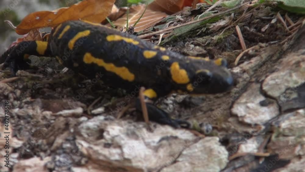 Yellow spotted salamander tries to hide in the forest among the branches and leaves Yellow spotted salamander tries to hide in the forest among the branches and leaves