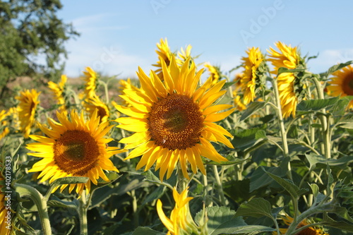 la stagione dei girasoli in toscana