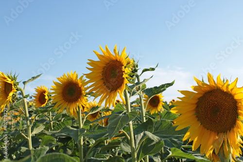 la stagione dei girasoli in toscana