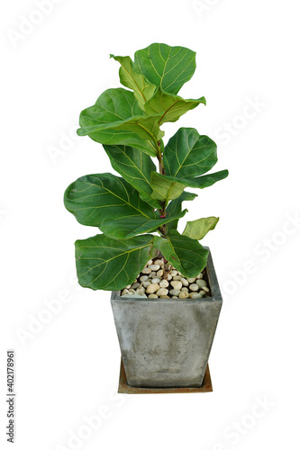 fiddle fig or Ficus lyrata in cement pots for building or garden decoration isolated on a white background with clipping path.