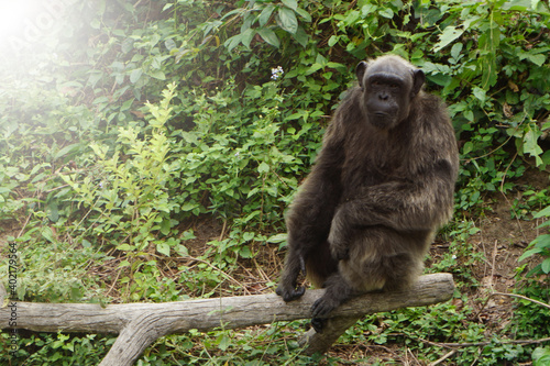 A chimpanzee sitting on a log