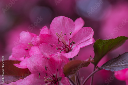 Decorative apple tree with red leaves and flowers
